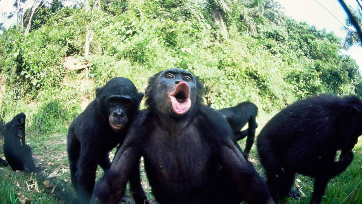 Bonobo_WW22141